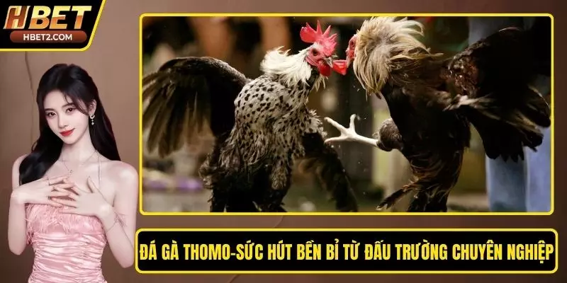 Đá Gà Thomo – Sức Hút Bền Bỉ Từ Đấu Trường Chuyên Nghiệp