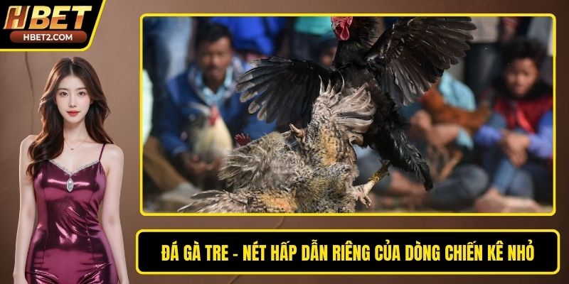 Đá Gà Tre – Nét Hấp Dẫn Riêng Của Dòng Chiến Kê Nhỏ