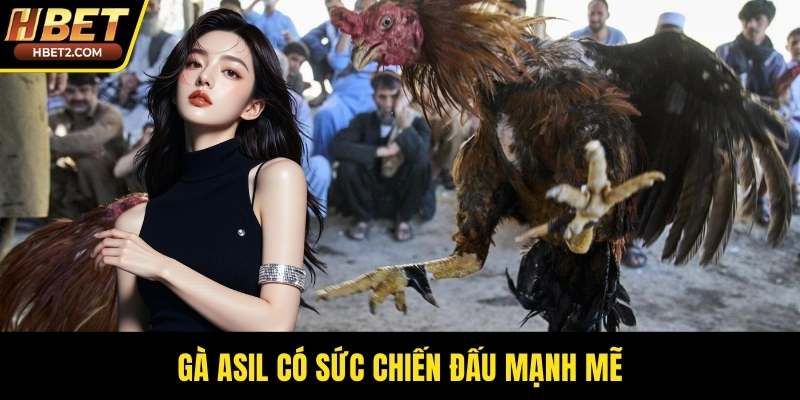 Gà Asil có sức chiến đấu mạnh mẽ