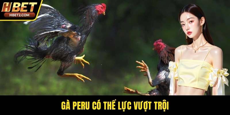 Gà Peru có thể lực vượt trội