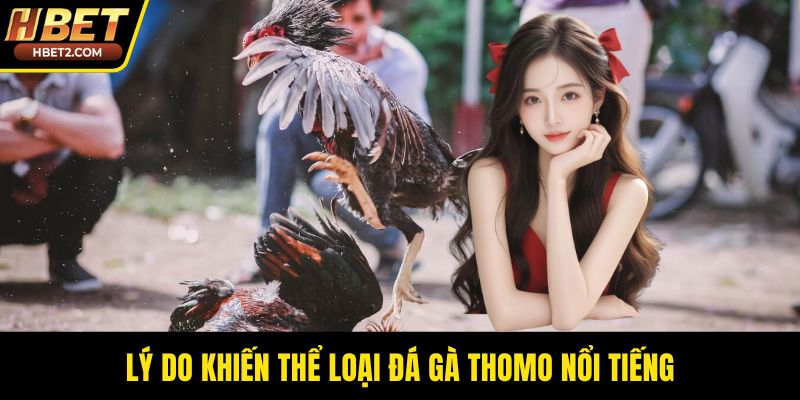 Lý do khiến thể loại đá gà Thomo nổi tiếng