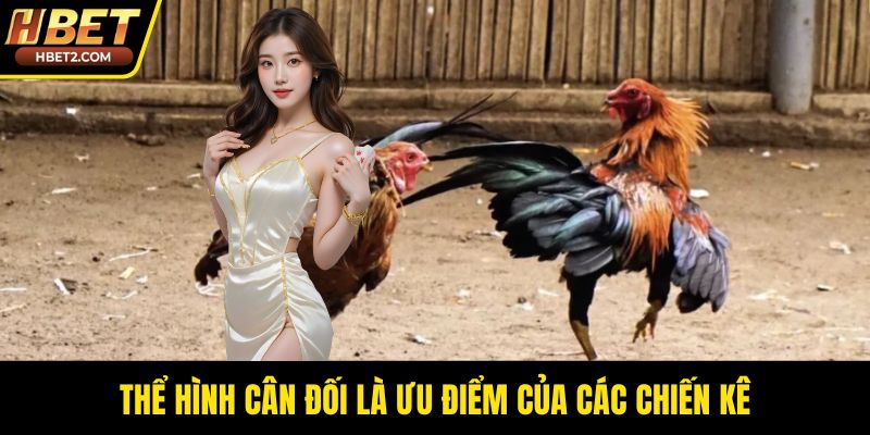 Thể hình cân đối là ưu điểm của các chiến kê
